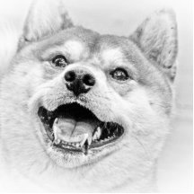 Lächelnder Shiba Inu Hund Photoskulptur