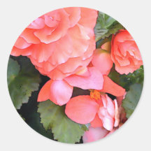Lachsbegonie Sticker