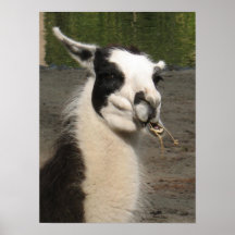 Lama-Plakat-Druck