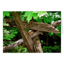 LandChipmunk Karten