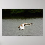 Landungcygnet-Druck Posterdruck