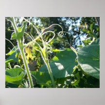 Lang Plakatdrucke