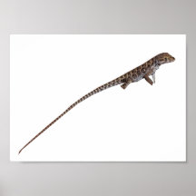 Langnasige Leopard-Eidechse Posterdrucke
