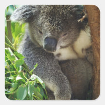 Lässige Koala-Aufkleber