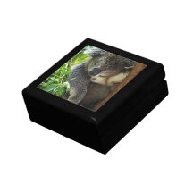 Lässiger Koala-Geschenk-Kasten Schmuckschachteln