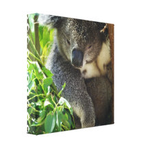 Lässiger Koala-Leinwand-Druck Gespannte Galeriedrucke