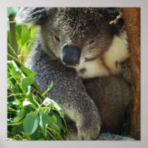 Lässiges Koala-Plakat