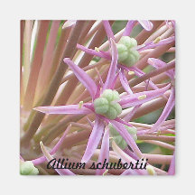Lauch schubertii Blumen-Magnet Kühlschrankmagnet