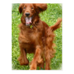 Laufende Setter-Postkarte postkarten
