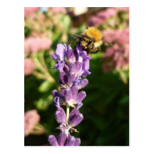 Lavendel-Biene - Postkarte