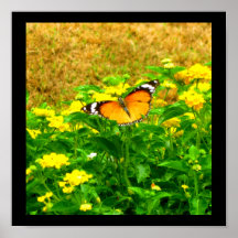 Leben des Schmetterlinges Posterdruck