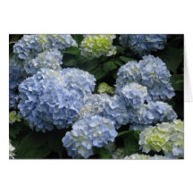 Leeres blaues Hydragea Karten