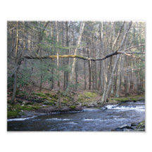 Lehnender photographischer Druck des Baum-10x8