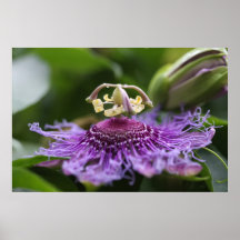 Leidenschafts-Blume nach dem Regen-Plakat