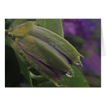 Leidenschafts-Blumen-Duschen-Anmerkungs-Karte