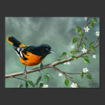 Leinwand-Druck "Baltimores Oriole" poster