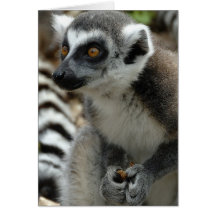 Lemur-Affe-Gruß-Karte
