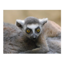 Lemur-Baby-Postkarten
