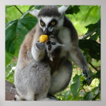 Lemur-Foto-Druck Plakat