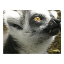 Lemur-Foto-Postkarte