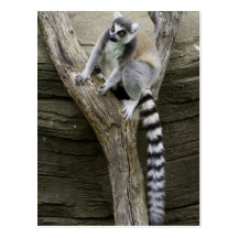 Lemur-Postkarte