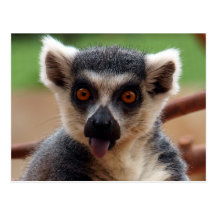 Lemur-Postkarte