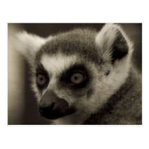 Lemurgesicht Postkarten