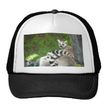 Lemurs Kultkappe