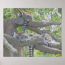 Lemurs Posterdruck
