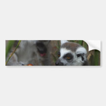 Lemurs-Tiere Auto Sticker