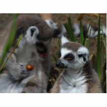 Lemurs-Tiere Fotostatuen
