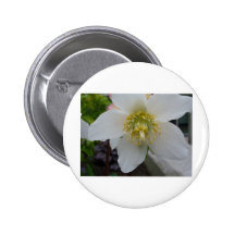 Lenten Rosen-Blume Anstecknadelbutton