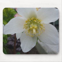 Lenten Rosen-Blume Mousepads