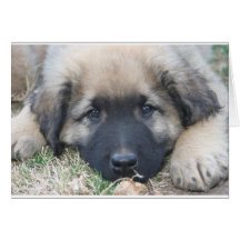 Leonberger Welpe freier Raum Notecard Grußkarten