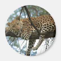 Leopard, der im Baum stillsteht Kühlschrankmagnet