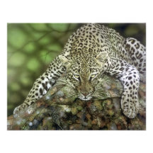 Leopard-Einladungen