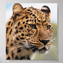 Leopard-Foto Plakatdrucke