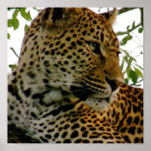 Leopard herauf nahes plakate