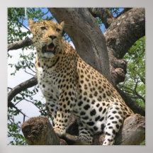 Leopard im Baum-Plakat