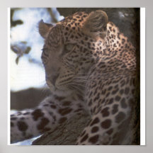 Leopard im Baum Plakatdruck