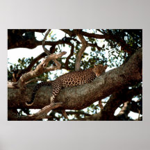 Leopard im Baum Plakate