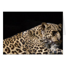 Leopard-Karte
