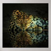 Leopard-Plakat