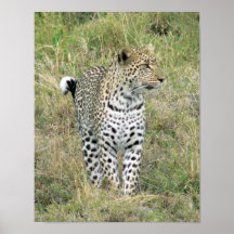 Leopard Plakat