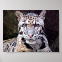 Leopard-Porträt Poster