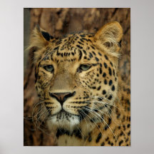 Leopard Poster