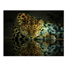 Leopard-Postkarte