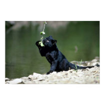 Leopard-schwarzes Phasejunges poster