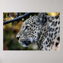 Leopard - Tier Posterdrucke