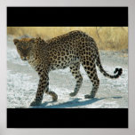 Leopardplakat